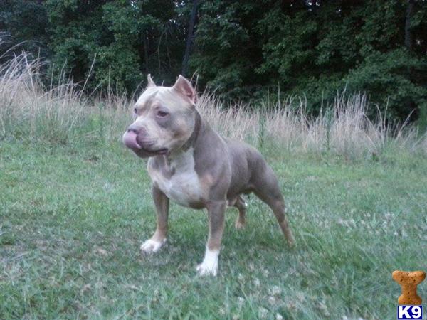 American Pit Bull stud dog