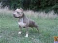 American Pit Bull stud dog: Gray and white American Pit Bull standing in grassy field