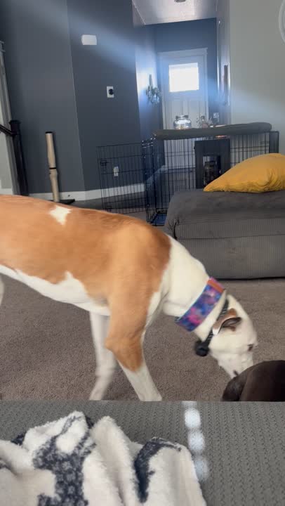 Greyhound stud dog: Error: Operation returned an invalid status code BadRequest<br/>Stack Trace:    at Microsoft.Azure.CognitiveServices.Vision.ComputerVision.ComputerVisionClient.<DescribeImageInStreamWithHttpMessagesAsync>d__41.MoveNext()
--- End of stack t