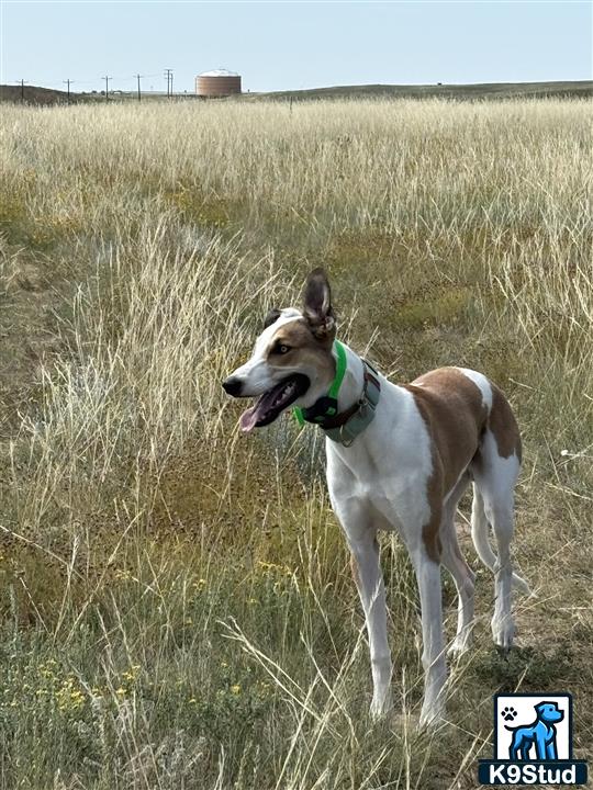 a greyhound dog standing in a field