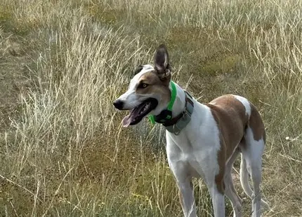 a greyhound dog standing in a field