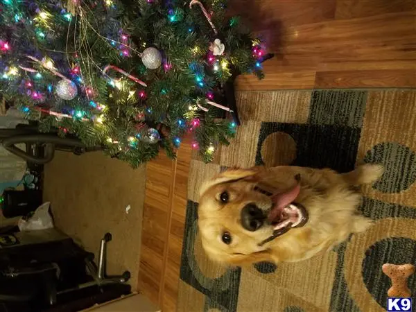 Golden Retriever stud dog