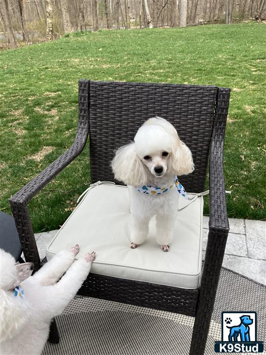 a poodle dog sitting in a chair