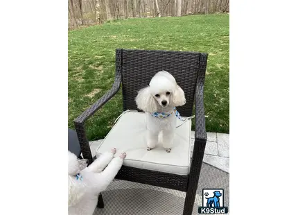 a poodle dog sitting in a chair