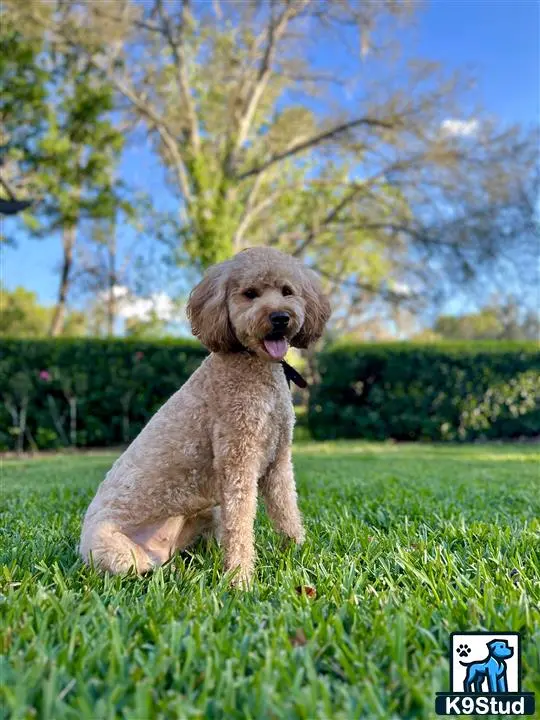 Goldendoodles female dog: Light brown Goldendoodle sitting on green grass in a park