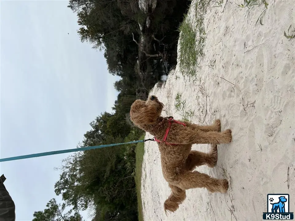 Goldendoodles female dog: Curly golden coat dog standing on sandy ground near water