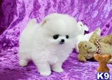 pomeranian puppy posted by abbydibby34