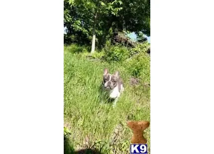 a french bulldog dog running through grass