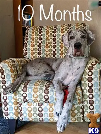 Great Dane