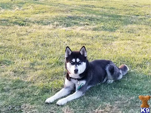 Siberian Husky stud dog