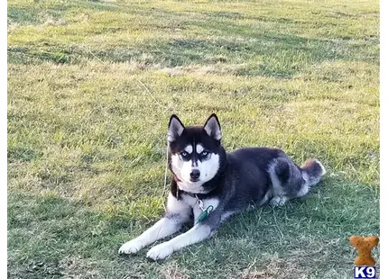 a siberian husky dog lying in the grass