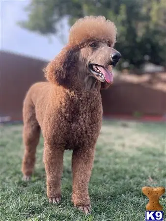 Poodle stud dog