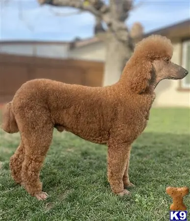 Poodle stud dog