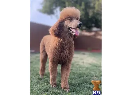 Poodle