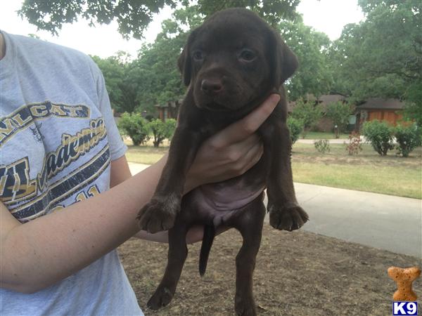 German Shorthaired Pointer