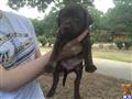 german shorthaired pointer puppy posted by aberend
