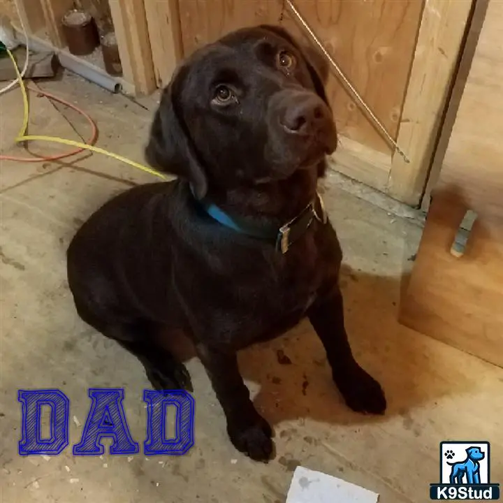 Labrador Retriever stud dog: a labrador retriever dog sitting on the floor