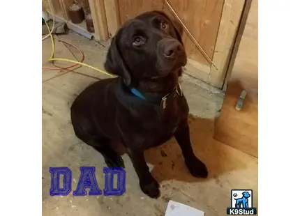 Labrador Retriever stud dog: a labrador retriever dog sitting on the floor