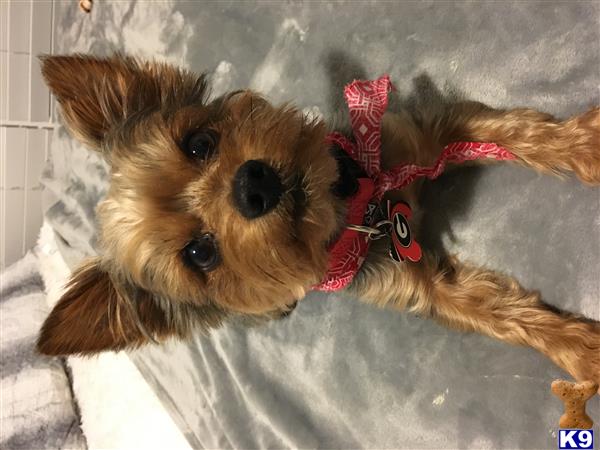 stud fee for yorkie terrier stud bruiser 5 years stud fee for yorkie terrier stud bruiser 5 years