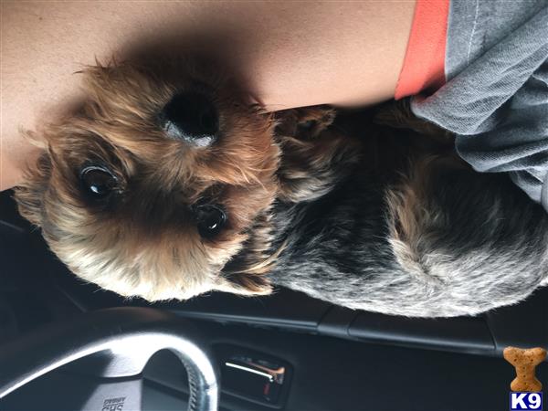 stud fee for yorkie terrier stud bruiser 5 years stud fee for yorkie terrier stud bruiser 5 years