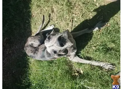 Great Dane