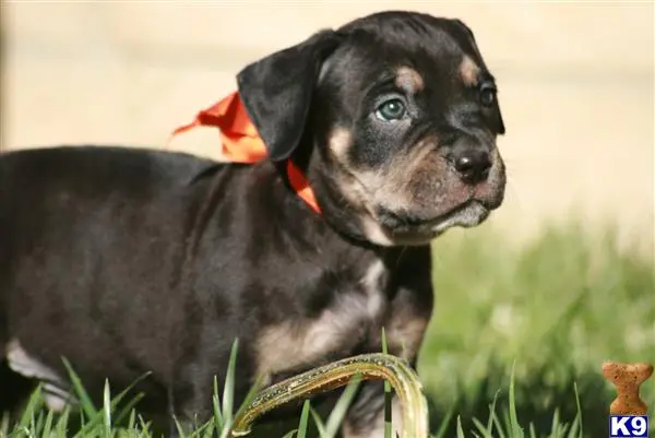 American Bandogge Mastiff