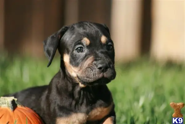 American Bandogge Mastiff