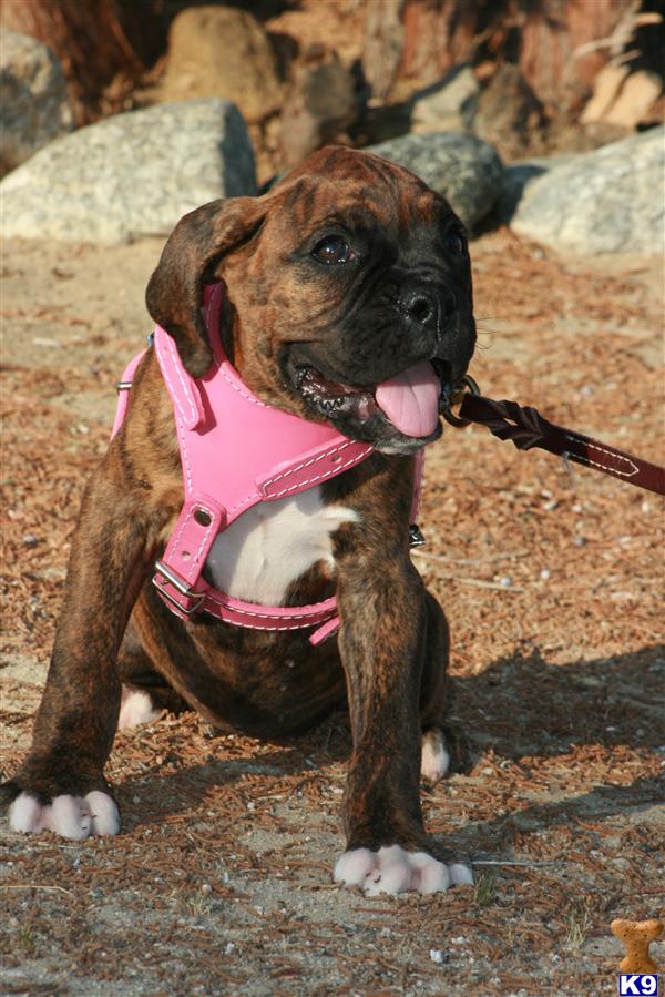 boxer puppy posted by ablepaws