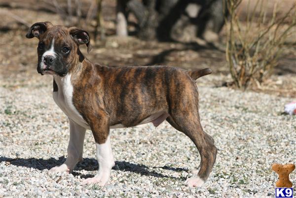 boxer puppies for sale in northern california boxer puppies for sale in palmdale ca boxer puppies for sale in northern california boxer puppies for sale in palmdale ca