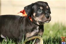 american bandogge mastiff puppy posted by ablepaws