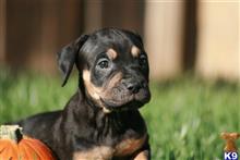 american bandogge mastiff puppy posted by ablepaws