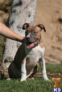 american pit bull puppy posted by ablepaws