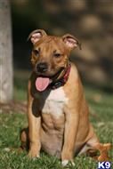 american pit bull puppy posted by ablepaws