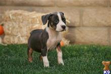 american pit bull puppy posted by ablepaws