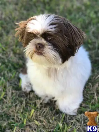 Shih Tzu stud dog