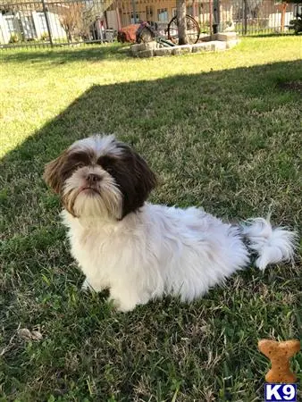 Shih Tzu stud dog