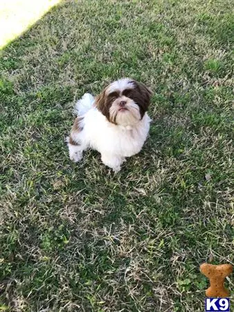 Shih Tzu stud dog