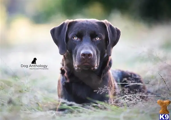 Labrador Retriever