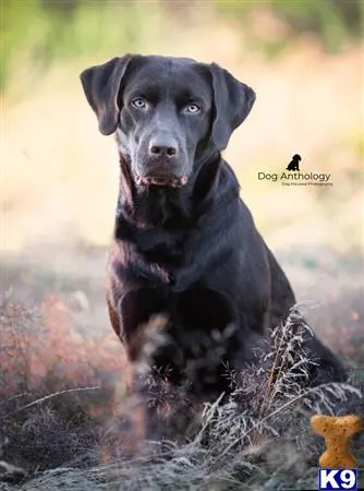 Labrador Retriever stud dog