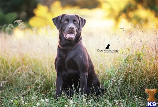 Labrador Retriever stud dog