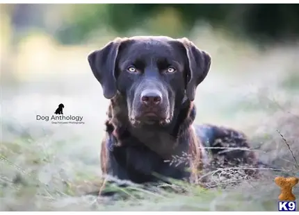 Labrador Retriever