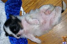 lhasa apso puppy posted by absosengkye