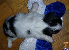 lhasa apso puppy posted by absosengkye