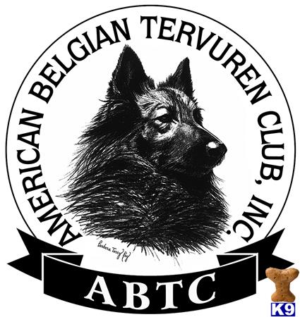 Belgian Tervuren dog