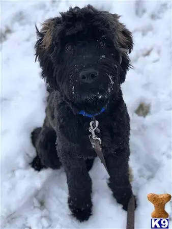 Whoodle stud dog