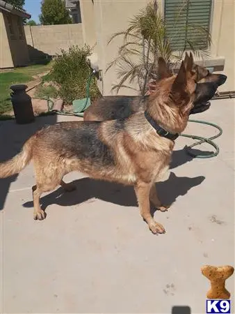 German Shepherd female dog: Two German Shepherds standing on a patio in sunlight