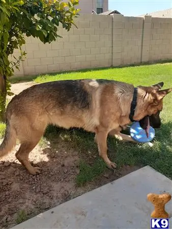 German Shepherd female dog: German Shepherd with a black and tan coat playing with a blue ball