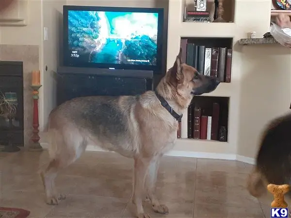 German Shepherd female dog: German Shepherd standing indoors near a television and bookshelf