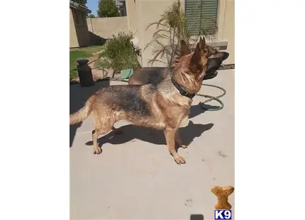 German Shepherd