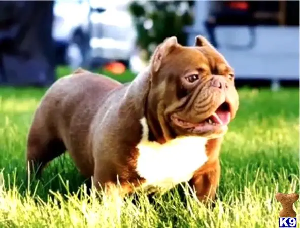 American Bully stud dog